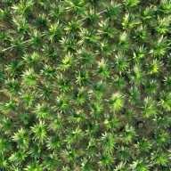 Skok cijena palminog ulja, razlog je Indonezija