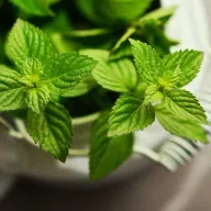 Sve više farmera u BiH sadi nanu: Zarada može ići do 10.000 KM po hektaru