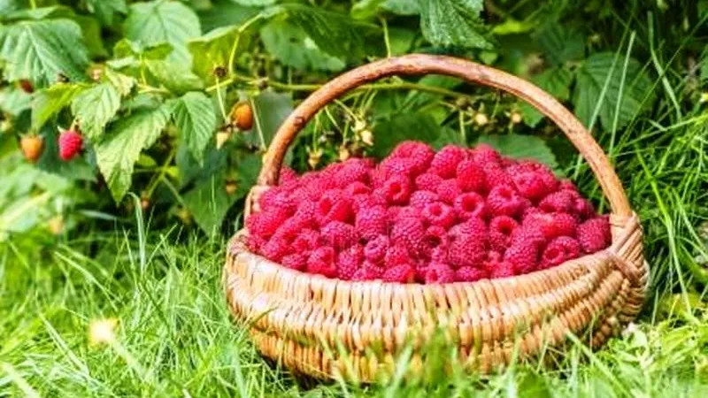 Nezavisni blok predložio mjere za spas malinarstva u Bosni i Hercegovini