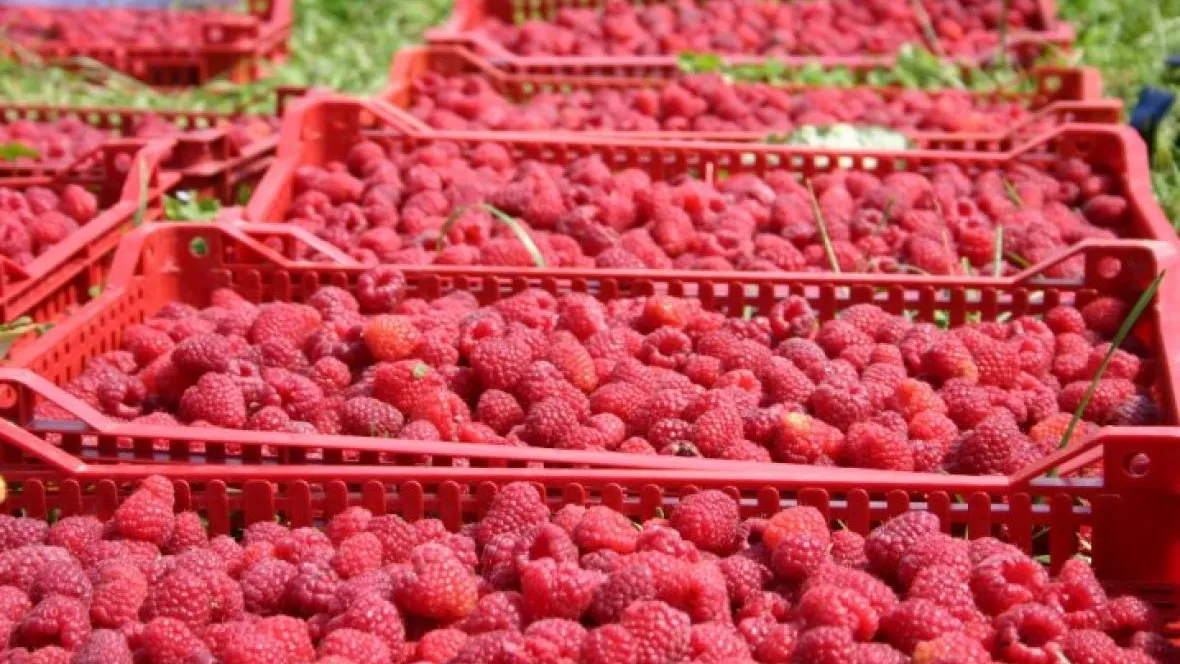 U Novom Travniku danas počinje sajam organske proizvodnje 'Dani maline'