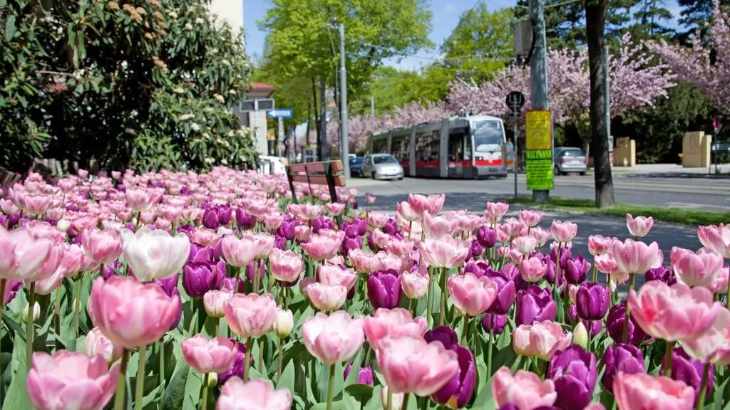 Javni prevoz u Beču jedan od najjeftinijih u Evropi