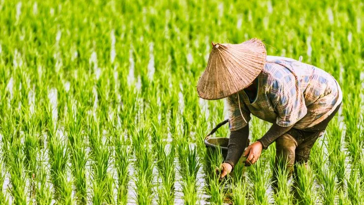 U julu cijene riže u Japanu porasle za gotovo 91 posto