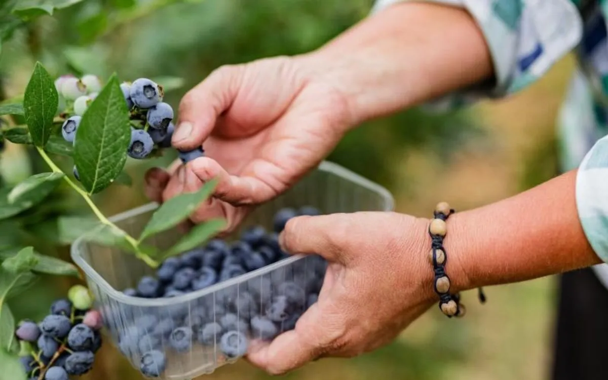 Projekt FARMA II: Proizvodnja jagodičastog voća u Podrinju postaje profitabilnija