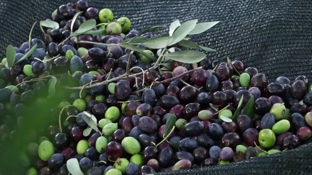 Rekordan rod maslina u Hercegovini: Litra 40 KM, čeka se EU zaštita