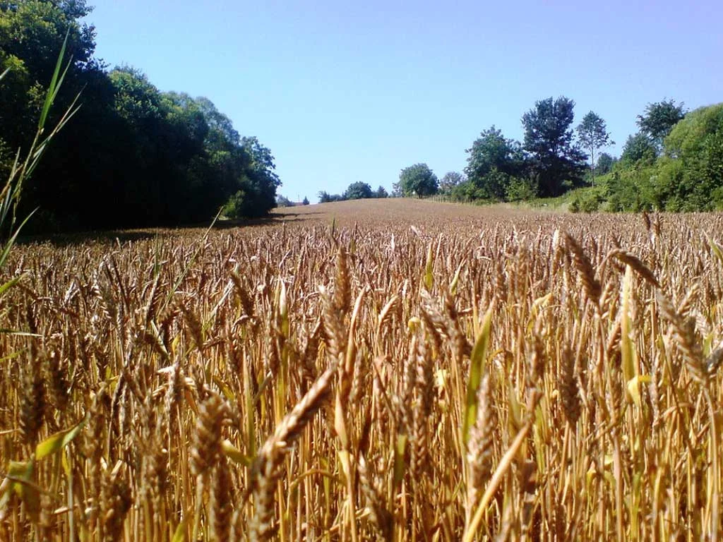 Ukupno zasijane površine u 2016. oko 530.000 ha, žitarice imaju najveći udio