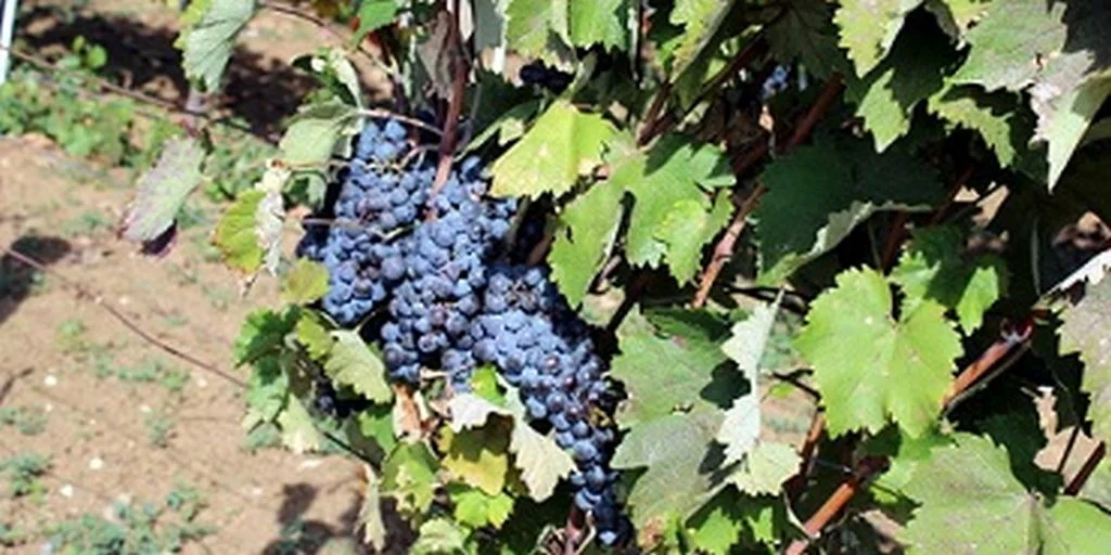 Hrvatska zbog jedne riječi vraćala vino iz BiH