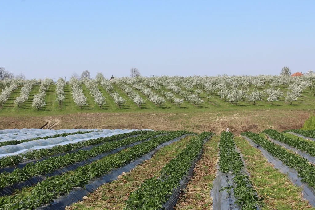 Bosanskohercegovački brend Kulin na tržištu Dubaija
