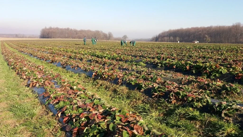Bosnaplod: Organska proizvodnja predstavlja veliku mogućnost za Bosnu i Hercegovinu