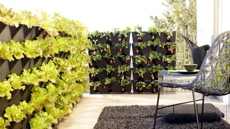 U Starom Gradu će biti predstavljen projekat „Urbana poljoprivreda“ – uzgoj povrća na balkonima