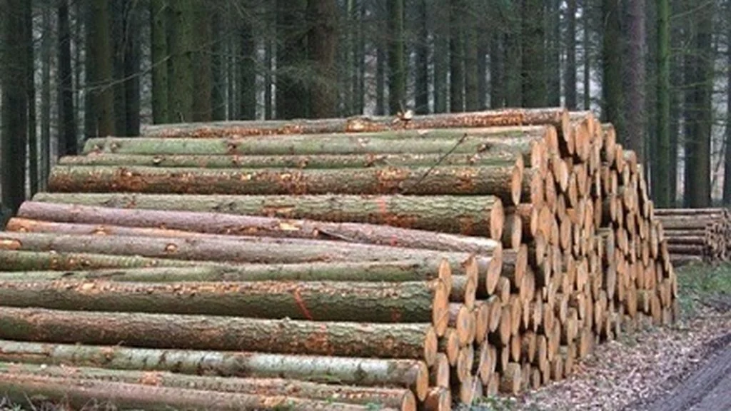 Kakva je budućnost šumarstva i prerade drva u BiH?