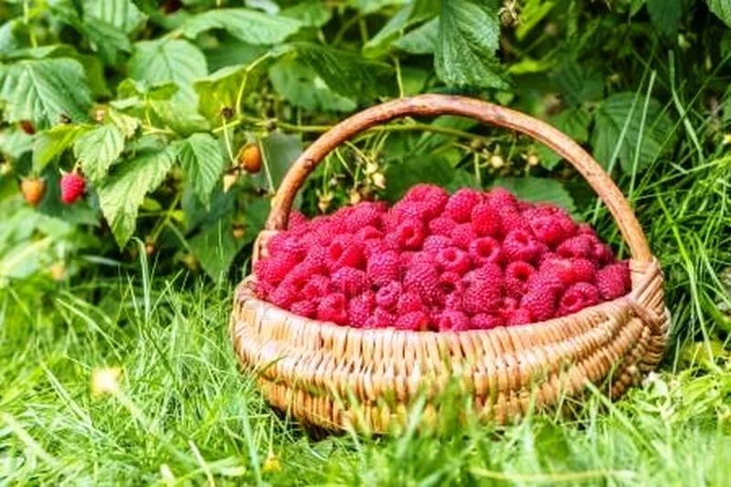 Proizvodnja malina postaje neisplativa