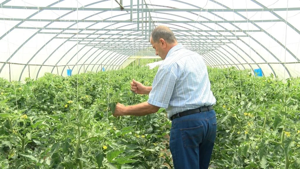Općina Centar dodijeliti će još 15 plastenika