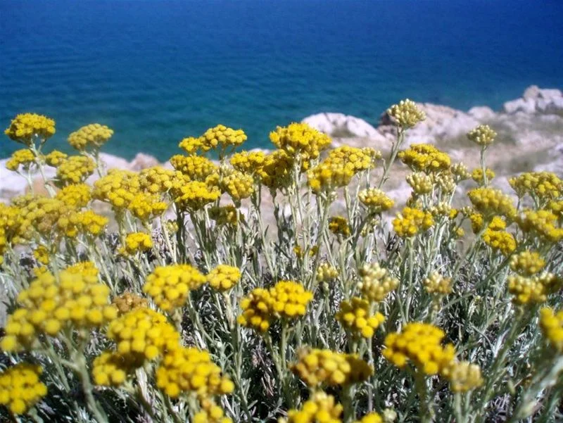 Neizvjesna sezona pred smiljarima u Hercegovini