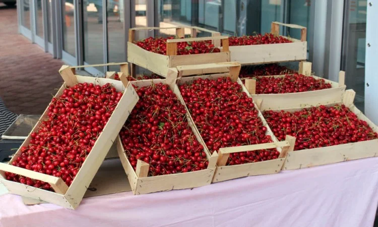 Bubalo: Sajam trešnje postao prepoznatljiv u zemljama bivše Jugoslavije