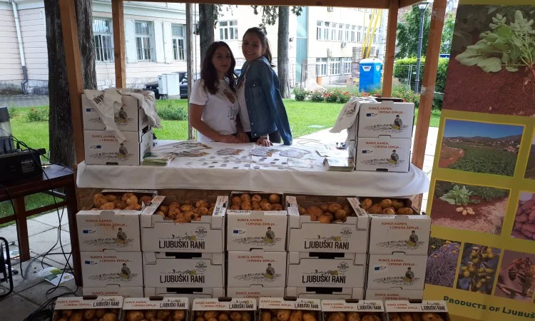 Mladi krumpir postao ljubuški brend prepoznatljiv širom BiH