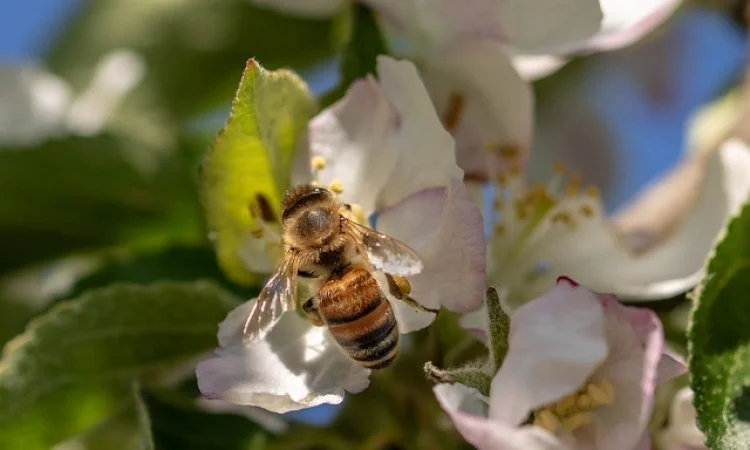 Kudić: Objavljen Pravilnik o pčelarstvu koji sistemski uređuje tu oblast