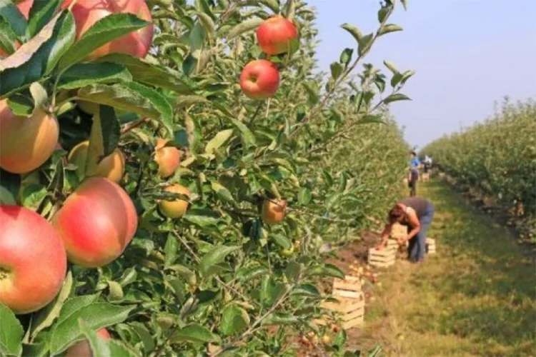 Očekuje se rekordan prinos voća ove godine