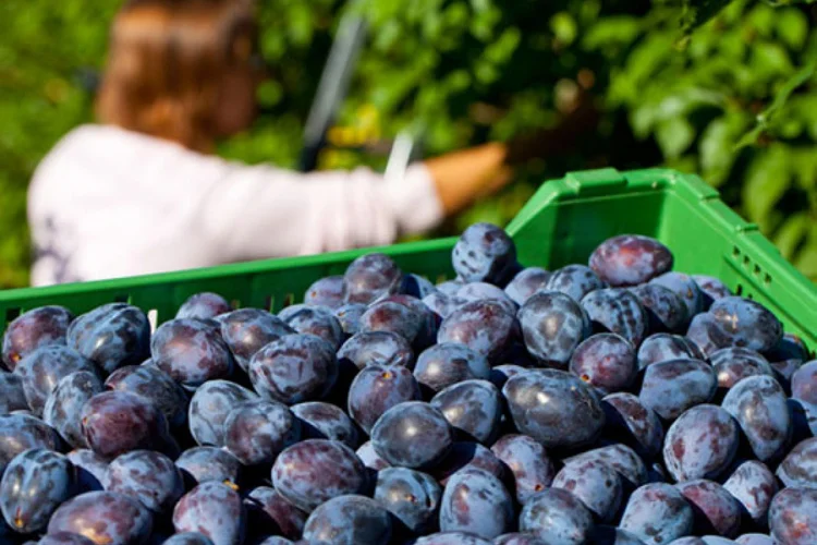 Voćarska proizvodnja u RS-u procijenjena na 331.000 tona