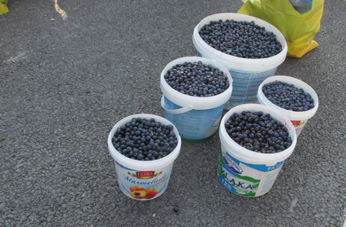 Nema kupaca za kvalitetnu borovnicu