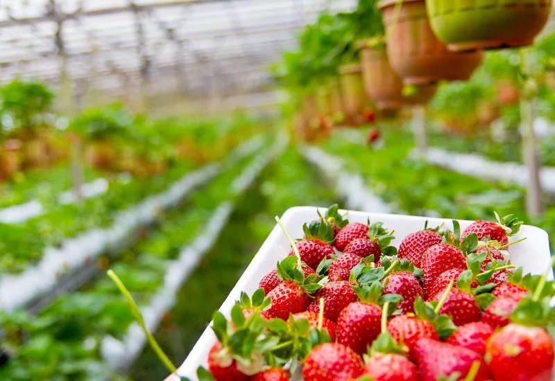 Jagode iz Hercegovine stigle do Rusije