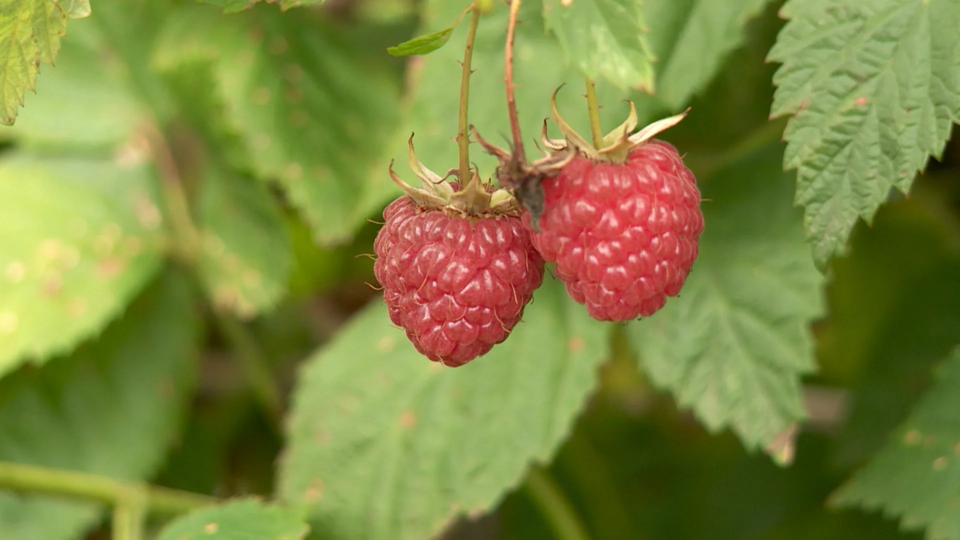 ZDK – Dogovorene smjernice za stabilizaciju prilika u malinarstvu