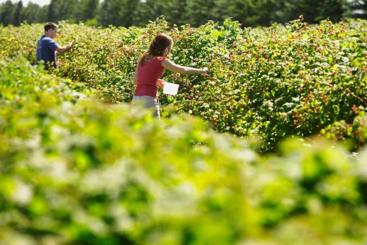 Malinari u BiH bacaju 20 tona malina na dan