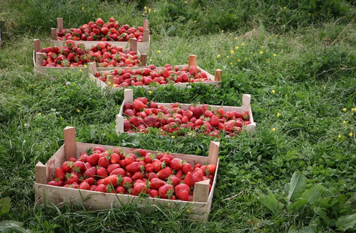 Firma iz BiH traži nove kooperante, kilogram jagode plaćali 1,70 KM