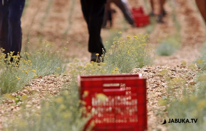 Mjesec do berbe, a nema konačne cijene smilja
