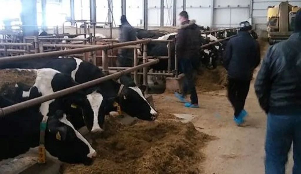 Milk Land obezbjeđuje 955 plata