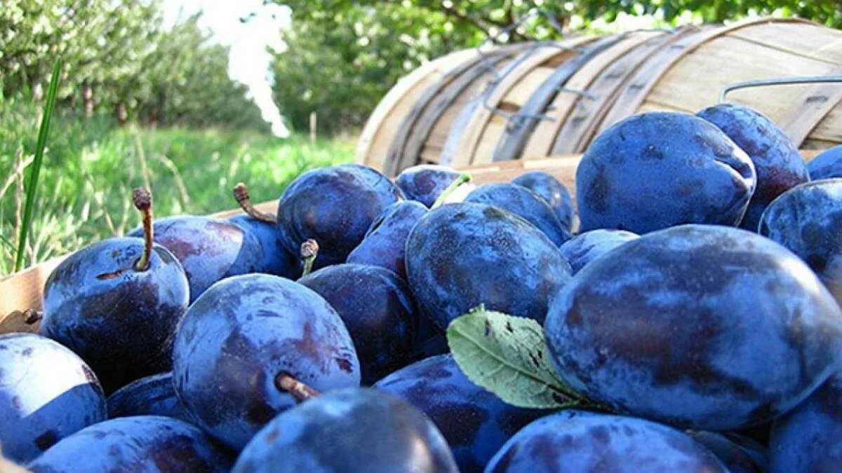 Ns Sajmu šljive očekuju 300 izlagača