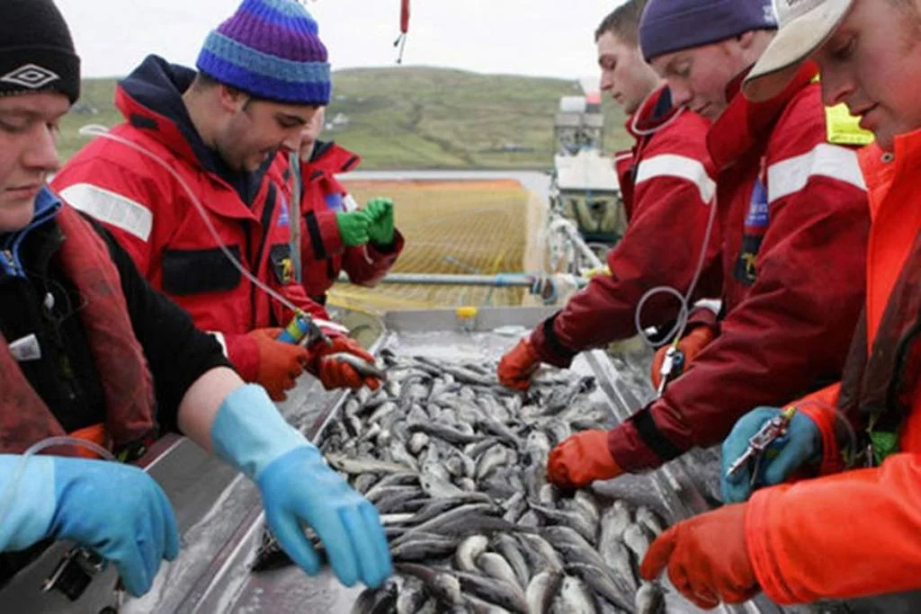 Privreda Škotski ribari obustavili izvoz ribe na tržište Evropske unije