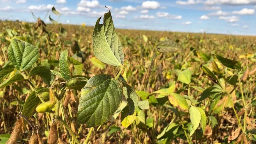 Mobilna aplikacija olakšava ratarima praćenje stanja usjeva
