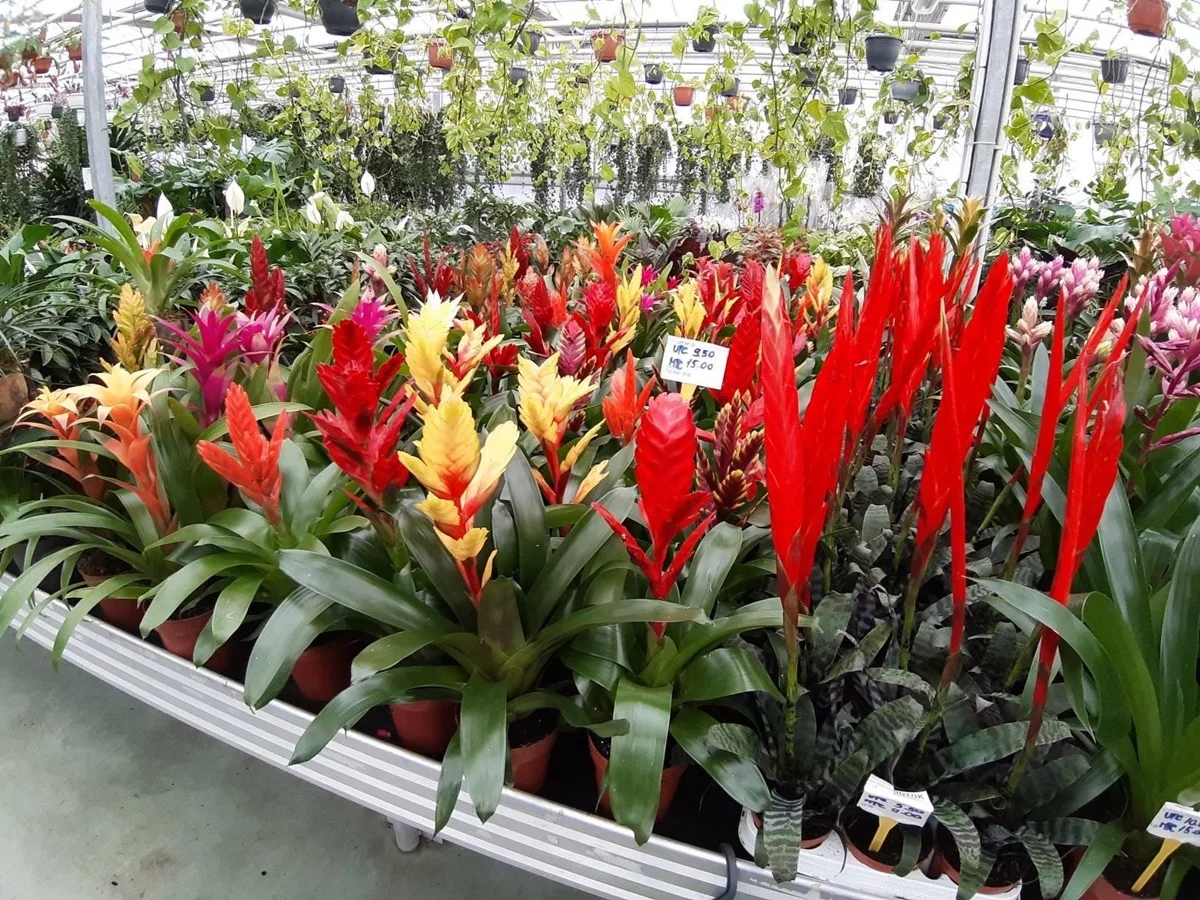 Otoka Bambus u 2020. povećala obim posla za deset posto