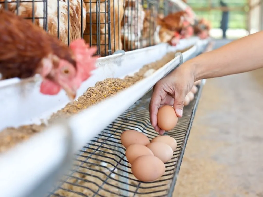 Peradarski sektor: Uvoz enormno povećan, 30 posto firmi ugašeno