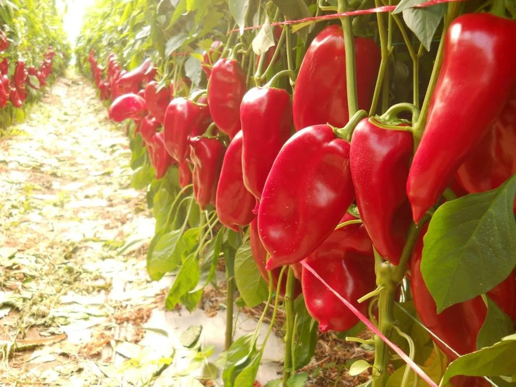 Pola miliona KM za Trebinjske poljoprivrednike