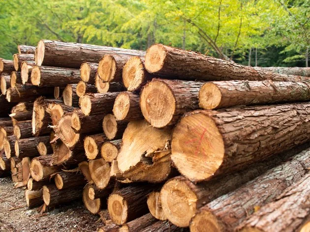 Izvoz drvnog sektora BiH povećan za 22,3 posto