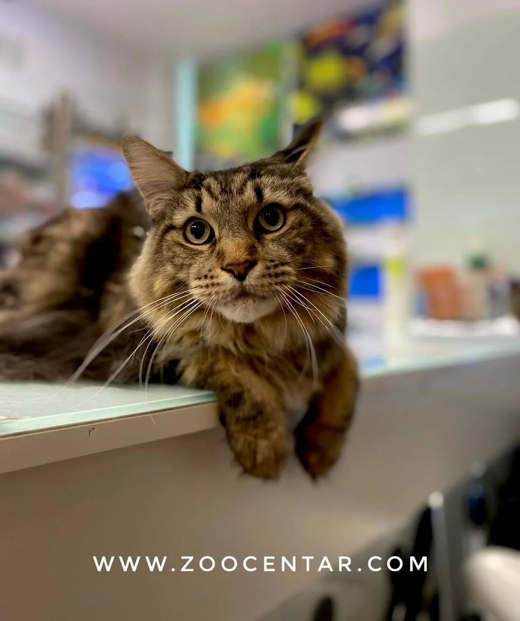 Otvorena četvrta radnja najvećeg bh. lanca hrane i opreme za kućne ljubimce