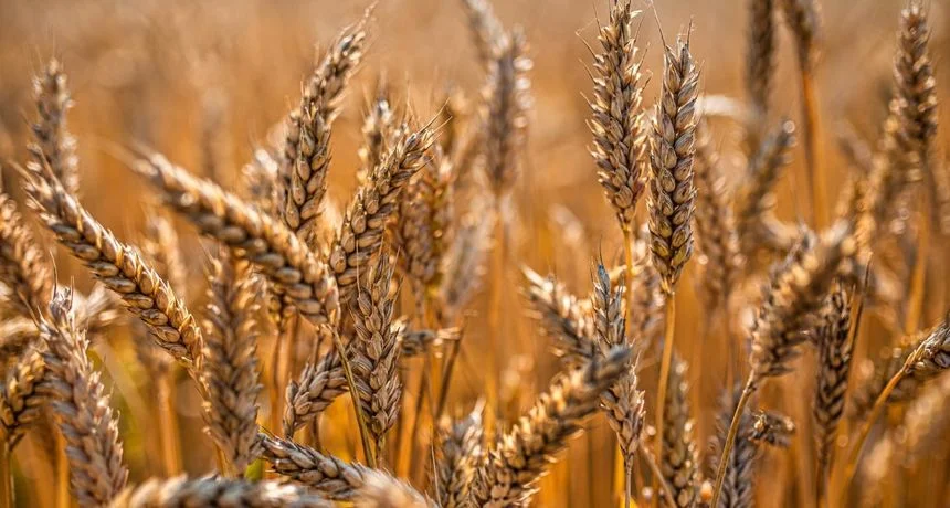 Povećana proizvodnja pšenice u FBiH u ovoj godini