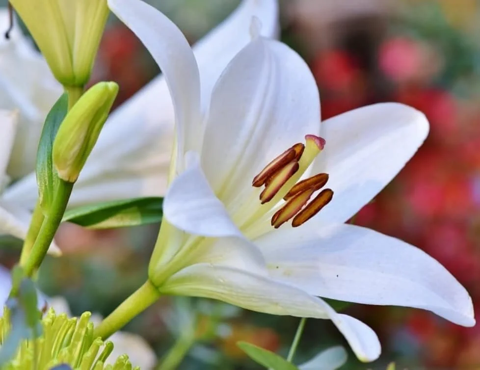 Garden centar „Otoka-Bambus“: Čeka vas sve za 8. mart, Dan žena