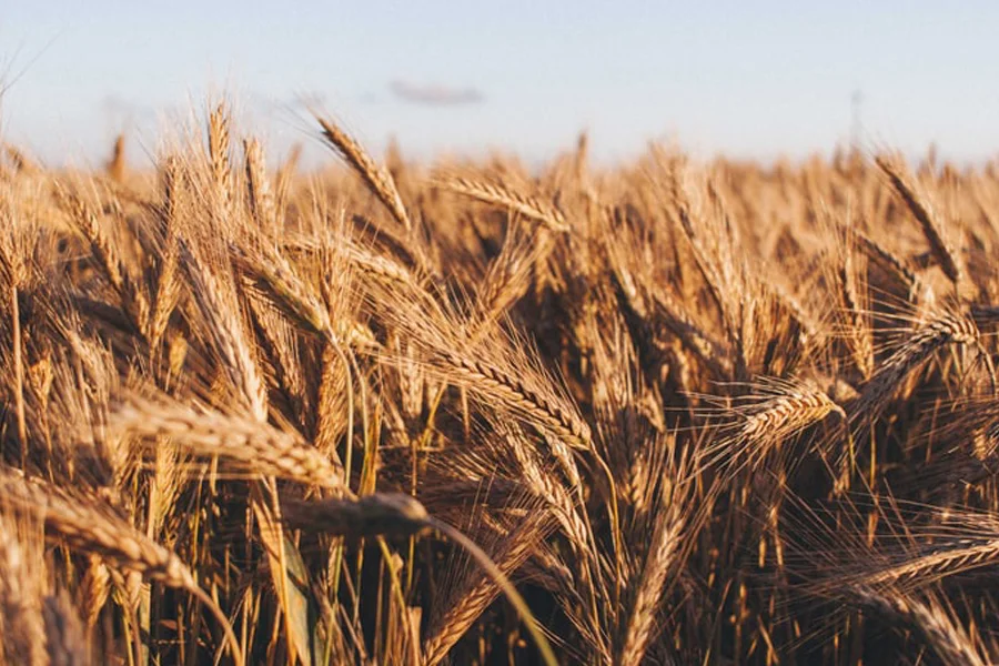 Sjeverna Makedonija zabranila izvoz žitarica i ulja