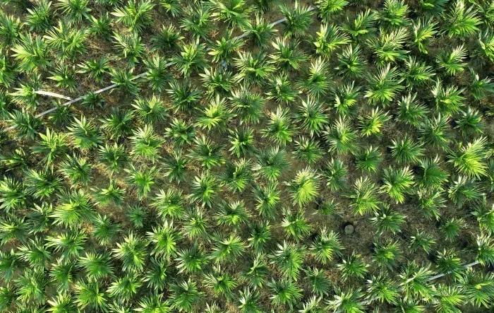 Skok cijena palminog ulja, razlog je Indonezija