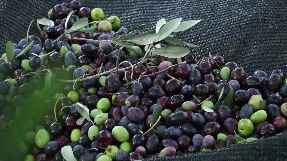 Rekordan rod maslina u Hercegovini: Litra 40 KM, čeka se EU zaštita